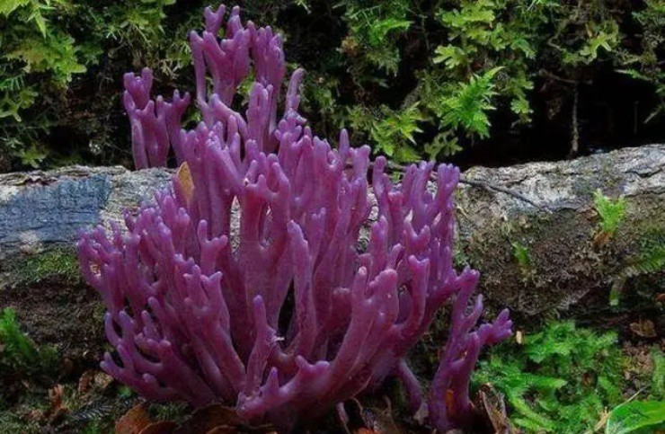 Vào rừng săn đặc sản chân chuột” có giá gây choáng, hơn nửa triệu/kg-3