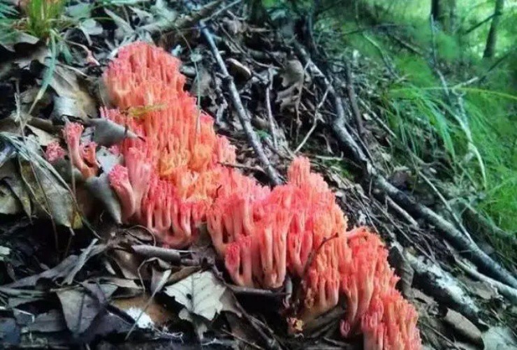 Vào rừng săn đặc sản chân chuột” có giá gây choáng, hơn nửa triệu/kg-4