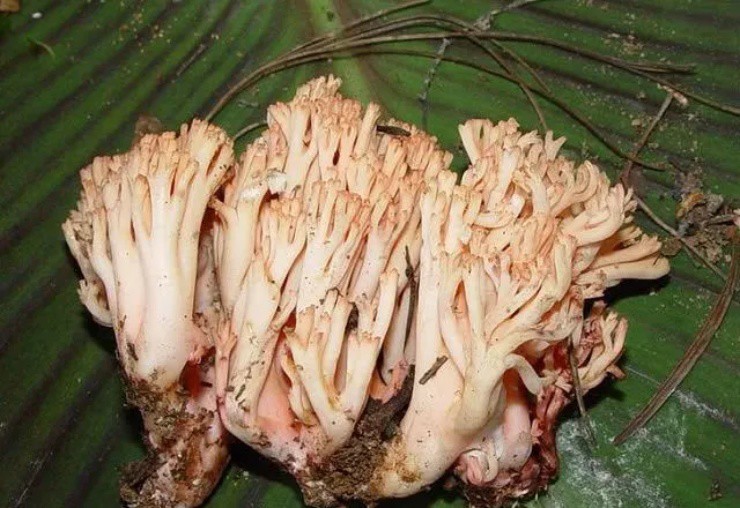 Vào rừng săn đặc sản chân chuột” có giá gây choáng, hơn nửa triệu/kg-5