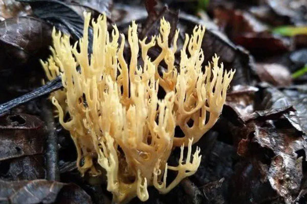 Một đặc sản mang về 10.000 tỷ đồng/năm cho riêng 1 tỉnh, 11 tấn xuất sang Mỹ đợt đầu tiên đã cháy hàng-3