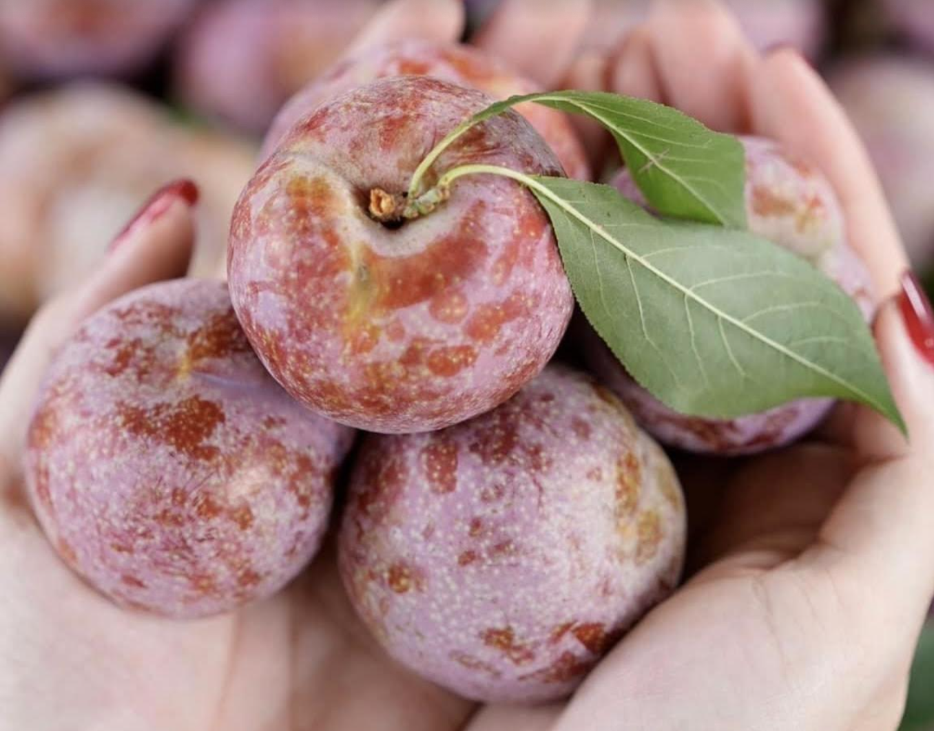 Vượt sầu riêng, một loại quả Việt có giá đắt đỏ nhất chợ-2