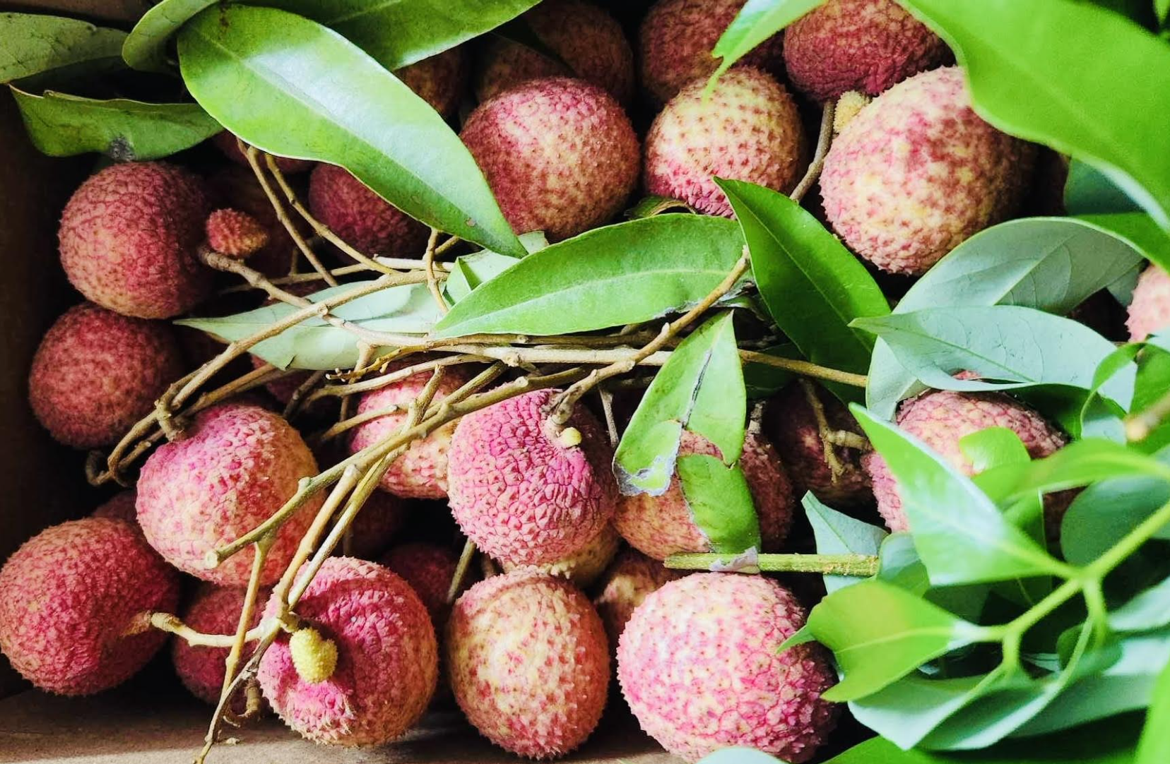Vượt sầu riêng, một loại quả Việt có giá đắt đỏ nhất chợ-3