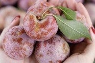 Vượt sầu riêng, một loại quả Việt có giá đắt đỏ nhất chợ