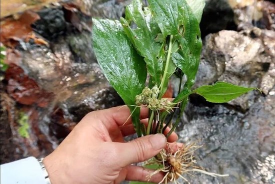 Loại cây mọc hoang là vị thuốc cực tốt cho nữ giới