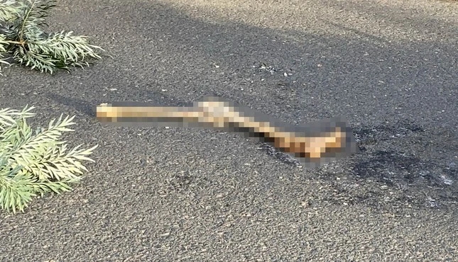 Đà Lạt rà soát các nhà trọ tìm danh tính người chết với chân bị tách rời-2