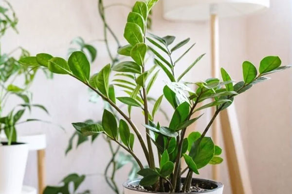 Cây kim tiền ra hoa có ý nghĩa gì trong phong thủy?-2