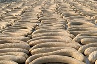 Loại dưa gang muối “khổng lồ” giá đến 20.000 đồng/quả, dân làm không kịp bán