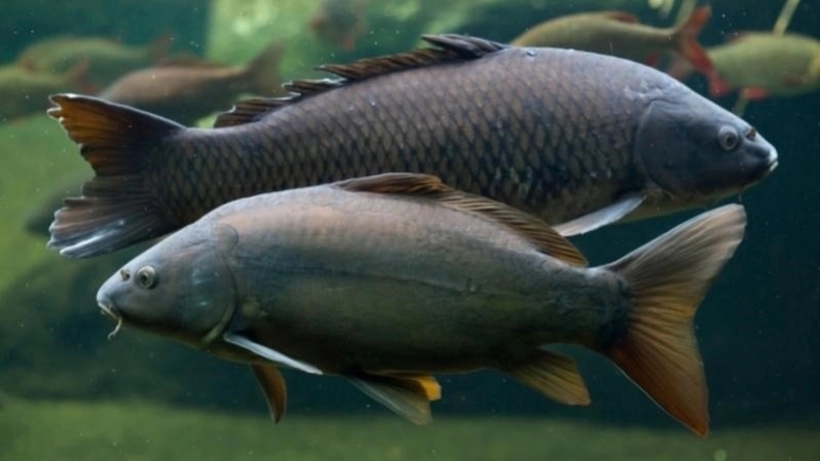 Cách phân biệt một số loại cá nước ngọt cực đơn giản-1