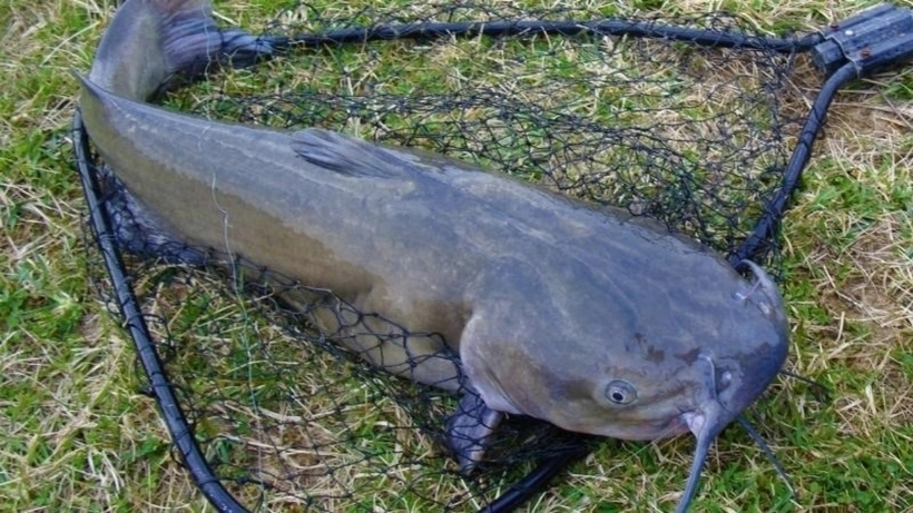 Cách phân biệt một số loại cá nước ngọt cực đơn giản-3