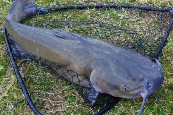 Nếu đạp phanh phát ra âm thanh lạ, hãy kiểm tra ngay bộ phận này-6