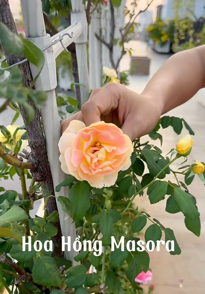 Cận cảnh vườn hoa hồng ngoại nhà Khánh Thi - Phan Hiển đang bung lụa hết cỡ, có giống hoa đột biến-2
