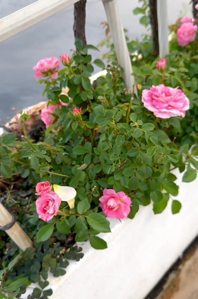 Cận cảnh vườn hoa hồng ngoại nhà Khánh Thi - Phan Hiển đang bung lụa hết cỡ, có giống hoa đột biến-3