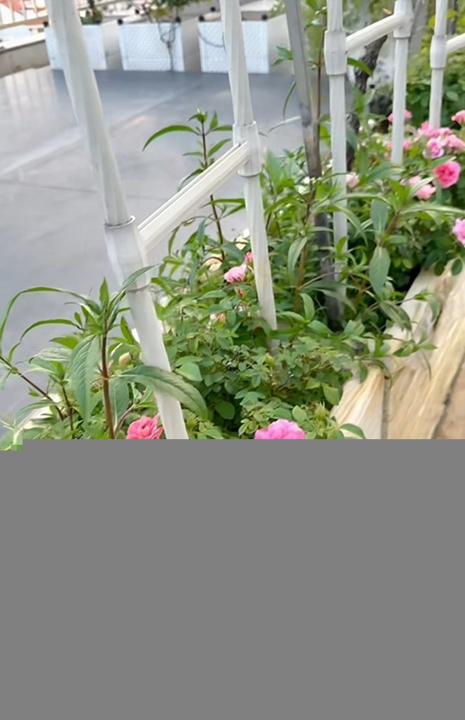 Cận cảnh vườn hoa hồng ngoại nhà Khánh Thi - Phan Hiển đang bung lụa hết cỡ, có giống hoa đột biến-4
