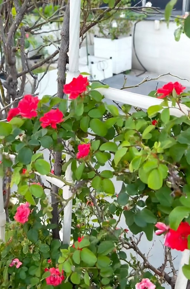 Cận cảnh vườn hoa hồng ngoại nhà Khánh Thi - Phan Hiển đang bung lụa hết cỡ, có giống hoa đột biến-5