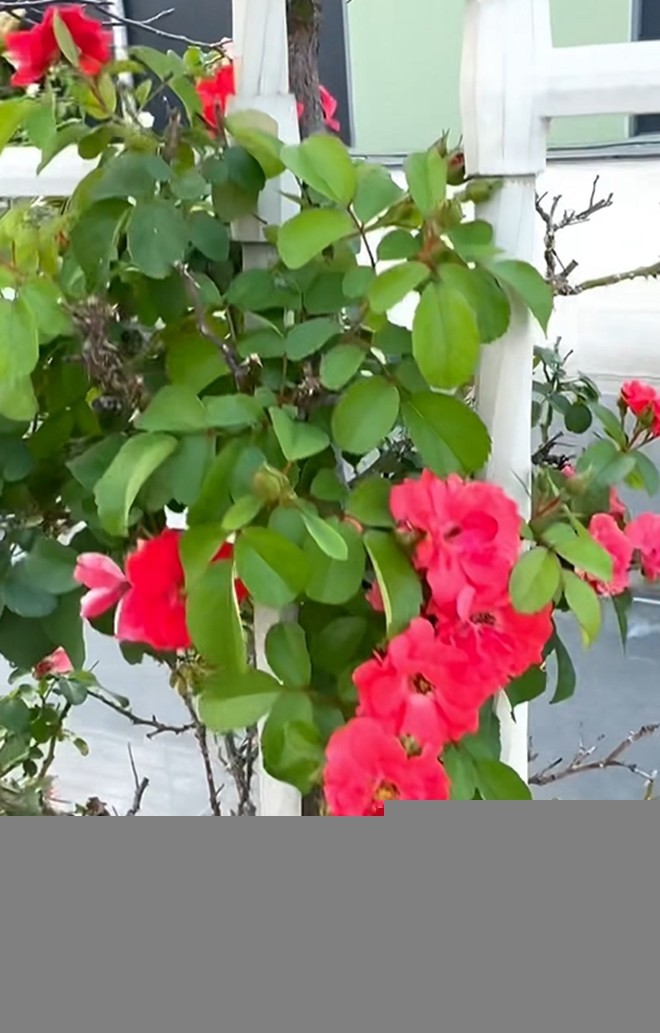Cận cảnh vườn hoa hồng ngoại nhà Khánh Thi - Phan Hiển đang bung lụa hết cỡ, có giống hoa đột biến-6