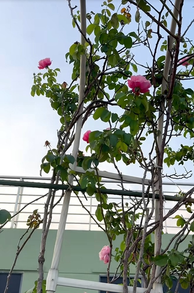 Cận cảnh vườn hoa hồng ngoại nhà Khánh Thi - Phan Hiển đang bung lụa hết cỡ, có giống hoa đột biến-7