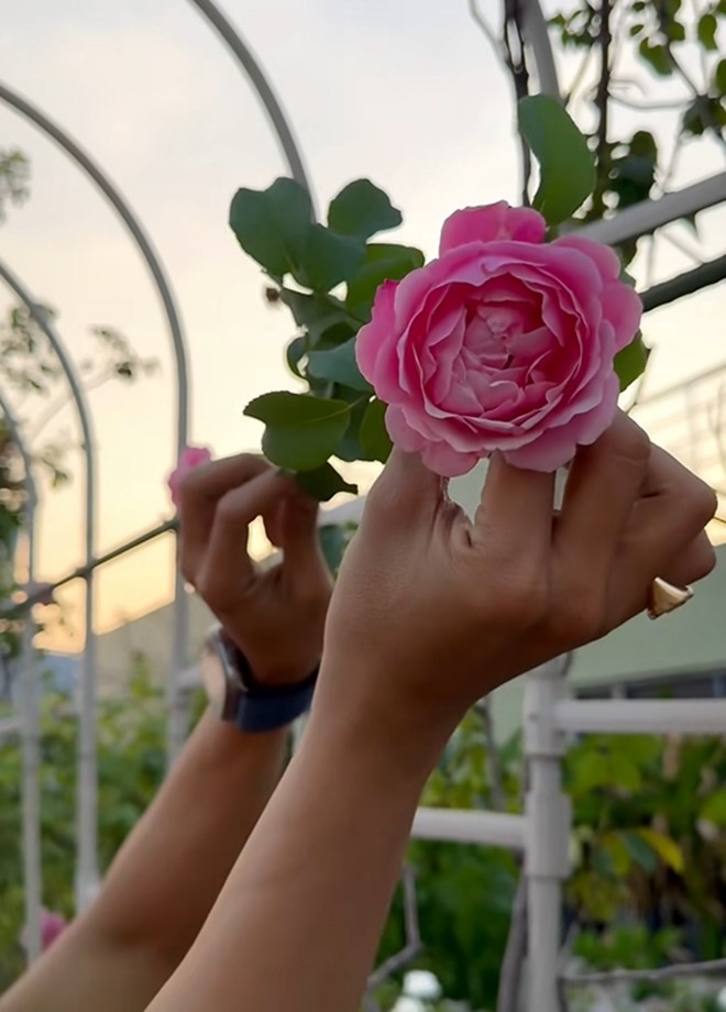 Cận cảnh vườn hoa hồng ngoại nhà Khánh Thi - Phan Hiển đang bung lụa hết cỡ, có giống hoa đột biến-8