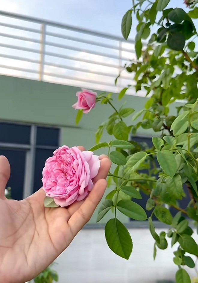 Cận cảnh vườn hoa hồng ngoại nhà Khánh Thi - Phan Hiển đang bung lụa hết cỡ, có giống hoa đột biến-9