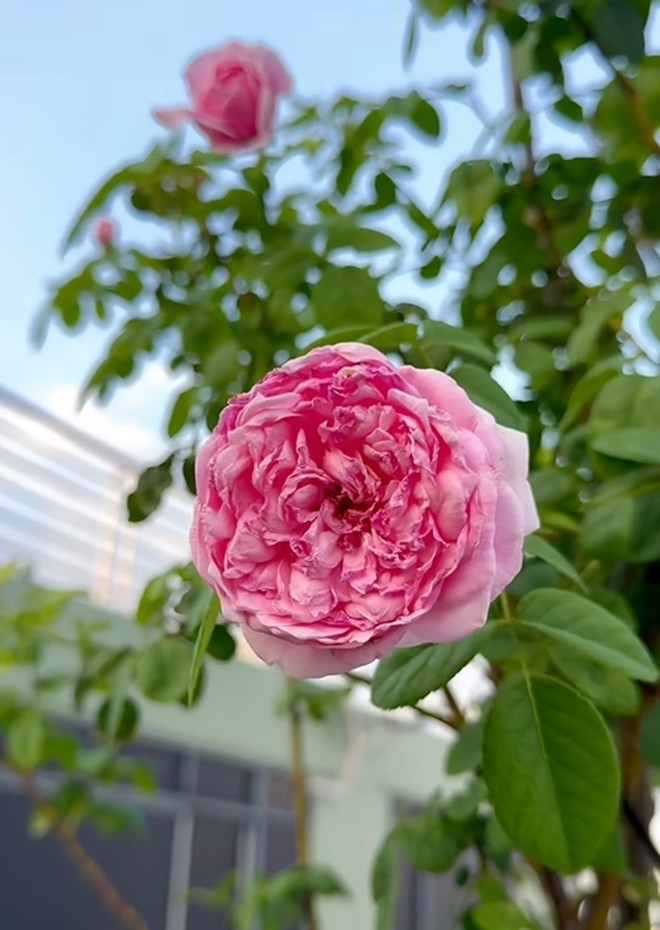 Cận cảnh vườn hoa hồng ngoại nhà Khánh Thi - Phan Hiển đang bung lụa hết cỡ, có giống hoa đột biến-10