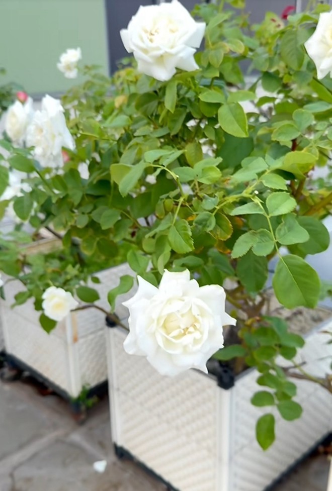 Cận cảnh vườn hoa hồng ngoại nhà Khánh Thi - Phan Hiển đang bung lụa hết cỡ, có giống hoa đột biến-12