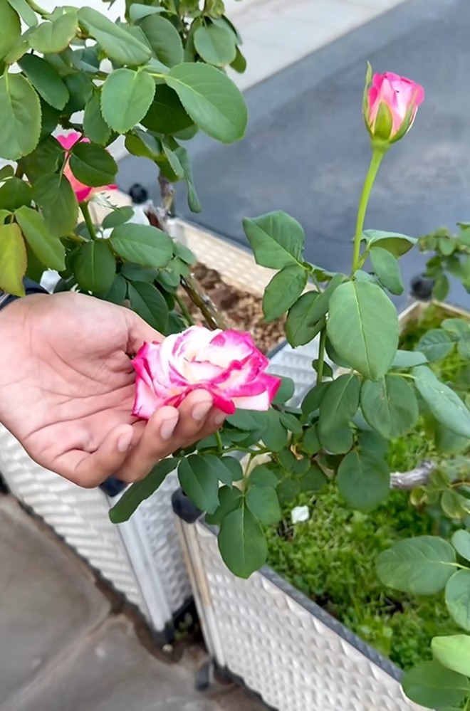 Cận cảnh vườn hoa hồng ngoại nhà Khánh Thi - Phan Hiển đang bung lụa hết cỡ, có giống hoa đột biến-13