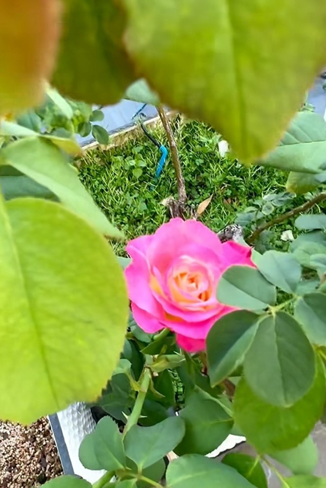 Cận cảnh vườn hoa hồng ngoại nhà Khánh Thi - Phan Hiển đang bung lụa hết cỡ, có giống hoa đột biến-14