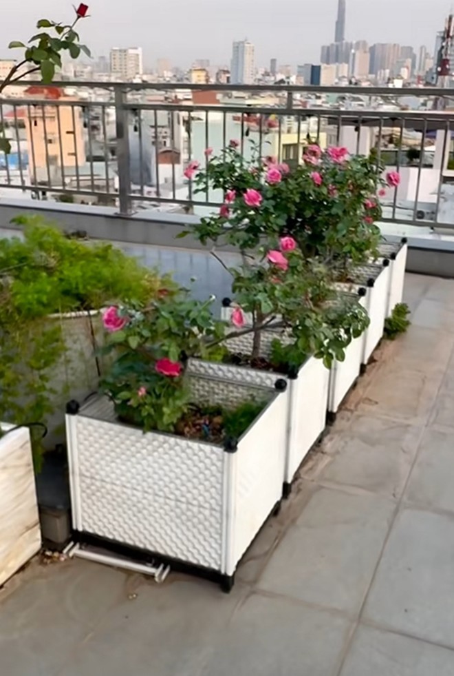 Cận cảnh vườn hoa hồng ngoại nhà Khánh Thi - Phan Hiển đang bung lụa hết cỡ, có giống hoa đột biến-15