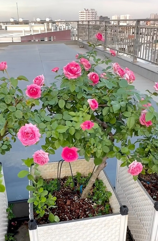 Cận cảnh vườn hoa hồng ngoại nhà Khánh Thi - Phan Hiển đang bung lụa hết cỡ, có giống hoa đột biến-16