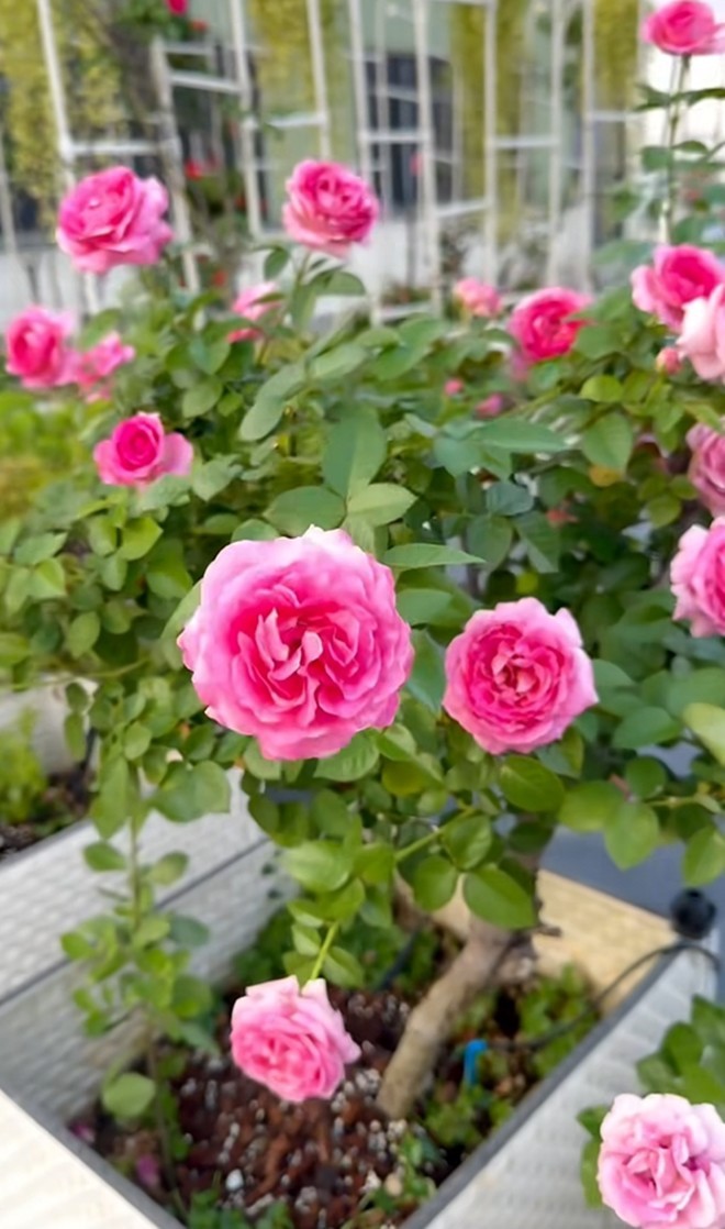 Cận cảnh vườn hoa hồng ngoại nhà Khánh Thi - Phan Hiển đang bung lụa hết cỡ, có giống hoa đột biến-17