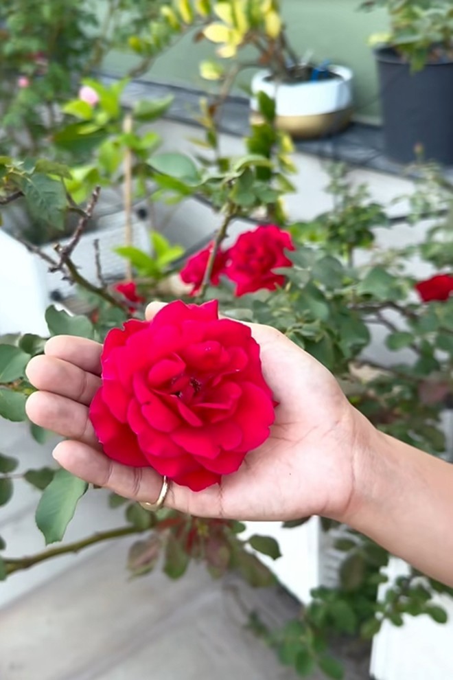 Cận cảnh vườn hoa hồng ngoại nhà Khánh Thi - Phan Hiển đang bung lụa hết cỡ, có giống hoa đột biến-18