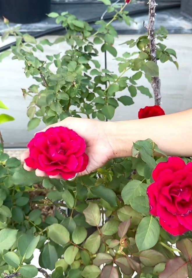 Cận cảnh vườn hoa hồng ngoại nhà Khánh Thi - Phan Hiển đang bung lụa hết cỡ, có giống hoa đột biến-19