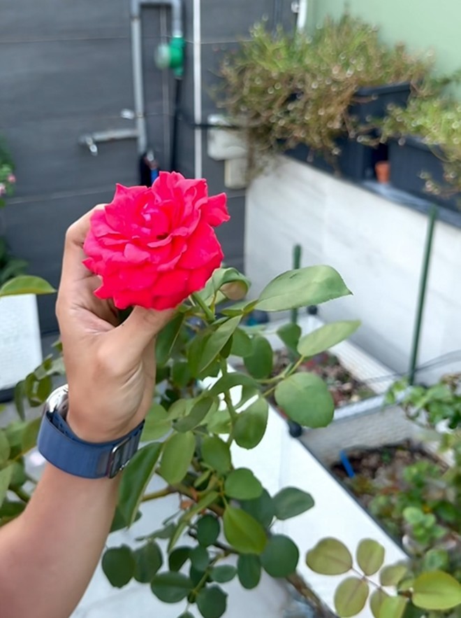 Cận cảnh vườn hoa hồng ngoại nhà Khánh Thi - Phan Hiển đang bung lụa hết cỡ, có giống hoa đột biến-20