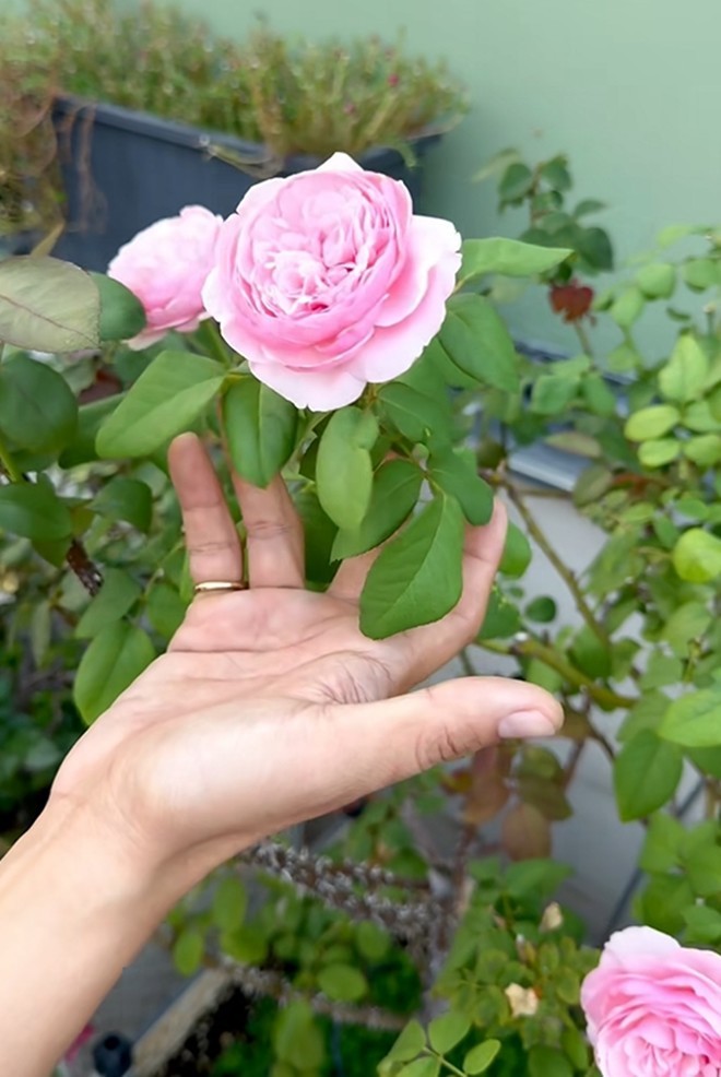 Cận cảnh vườn hoa hồng ngoại nhà Khánh Thi - Phan Hiển đang bung lụa hết cỡ, có giống hoa đột biến-21