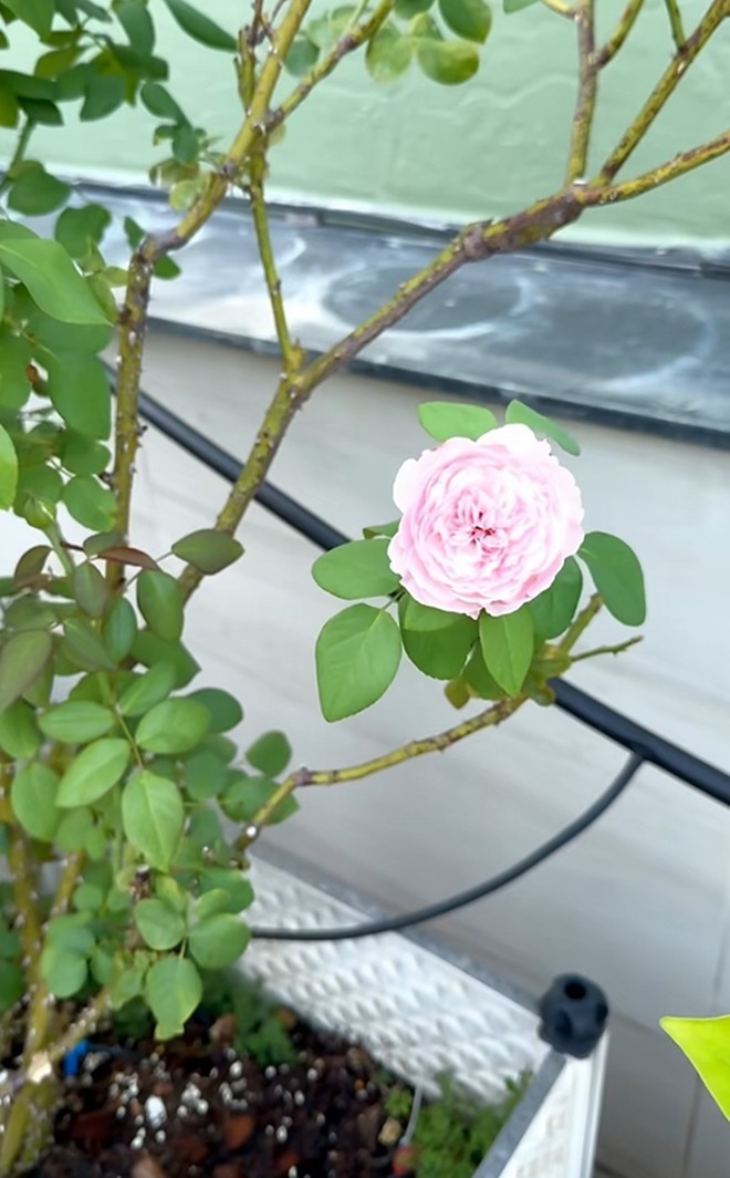 Cận cảnh vườn hoa hồng ngoại nhà Khánh Thi - Phan Hiển đang bung lụa hết cỡ, có giống hoa đột biến-22