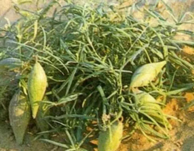 Dưa lạ đội lốt” xoài xanh, mọc lổn nhổn dưới đất, giá hơn 650.000đ/kg-1