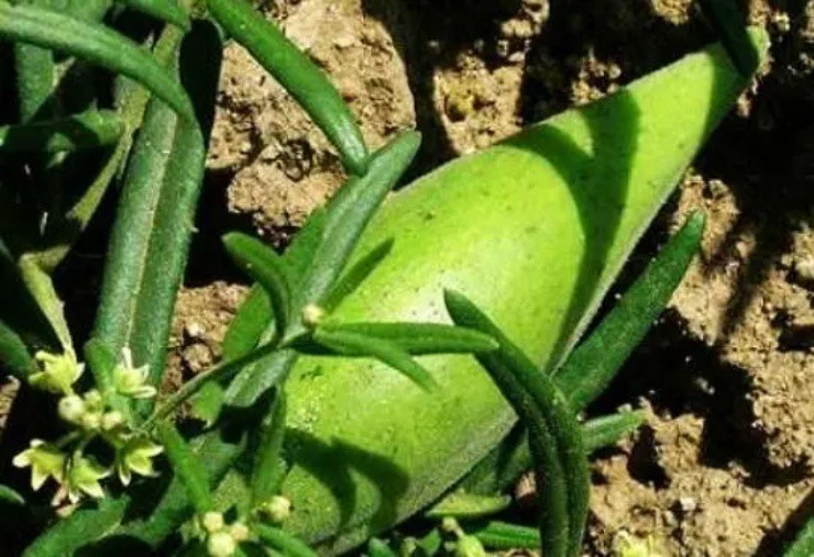 Dưa lạ đội lốt” xoài xanh, mọc lổn nhổn dưới đất, giá hơn 650.000đ/kg-2