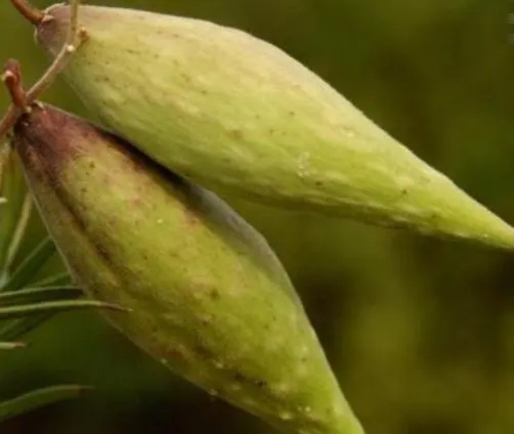 Dưa lạ đội lốt” xoài xanh, mọc lổn nhổn dưới đất, giá hơn 650.000đ/kg-3