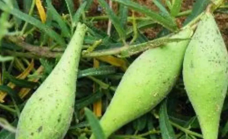 Dưa lạ đội lốt” xoài xanh, mọc lổn nhổn dưới đất, giá hơn 650.000đ/kg-4