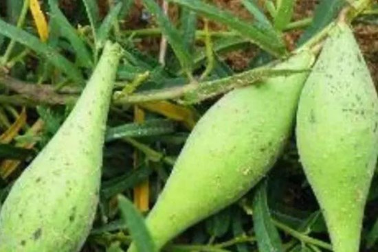 Dưa lạ “đội lốt” xoài xanh, mọc lổn nhổn dưới đất, giá hơn 650.000đ/kg
