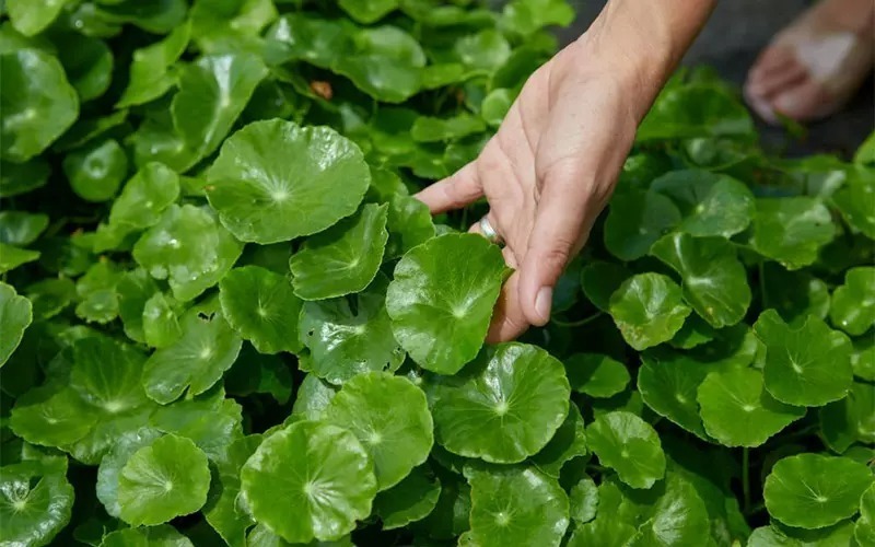 Loại rau xưa chuyên gia chống đói nay lên đời thành nhân sâm vạn người mê-1