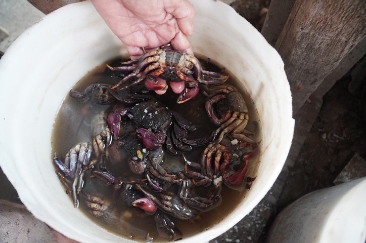 Chỉ làm món ăn nhà nghèo”, người phụ nữ từng bán được 7 tạ/ngày-1