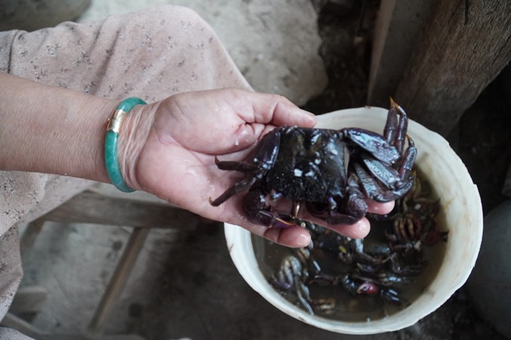 Chỉ làm món ăn nhà nghèo”, người phụ nữ từng bán được 7 tạ/ngày-2