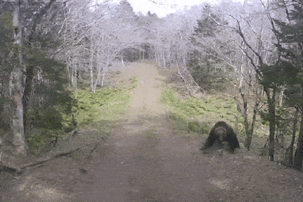 Gấu hoang đột nhập khách sạn tìm thức ăn, nam nhân viên nhanh trí thoát ra ngoài-1