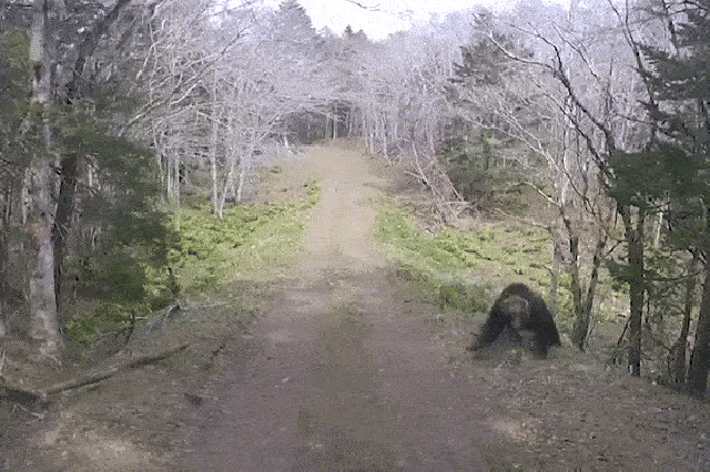 Gấu thích ăn thịt người xuất hiện, người dân sống trong sợ hãi, đi xe ô tô cũng toát mồ hôi-3