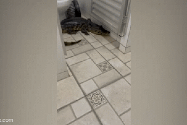 Clip: Cá sấu con bất ngờ xuất hiện trong khách sạn ở Brazil