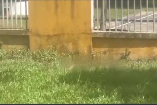 Phát hiện thi thể phân hủy cạnh hàng rào công ty ở Quảng Nam-1