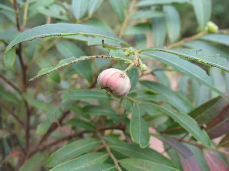 Loại quả chỉ bé bằng đầu ngón tay giá gần 400.000 đồng/kg, được mệnh danh kho báu của rừng”-1