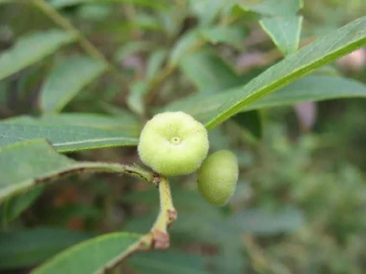 Loại quả chỉ bé bằng đầu ngón tay giá gần 400.000 đồng/kg, được mệnh danh kho báu của rừng”-2