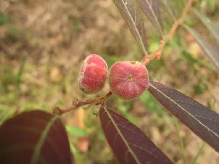 Loại quả chỉ bé bằng đầu ngón tay giá gần 400.000 đồng/kg, được mệnh danh kho báu của rừng”-3