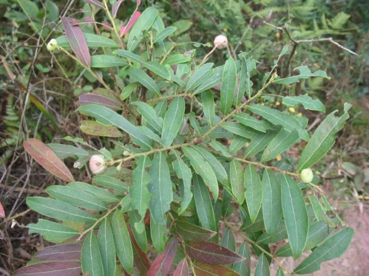 Loại quả chỉ bé bằng đầu ngón tay giá gần 400.000 đồng/kg, được mệnh danh kho báu của rừng”-4